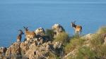 Salida del Domingo 7 de Marzo: Río Higuerón y Cerro Gordo