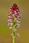 Salida del Domingo 9 de Mayo: Orquídeas y Mariposas del Temple