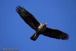 Águila perdicera