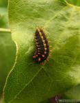 oruga de Zerynthia rummina