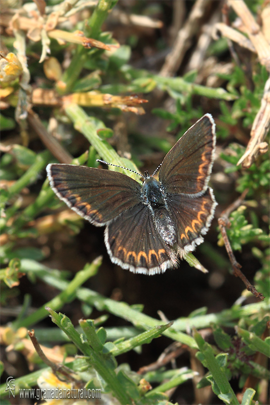 Niña esmeralda