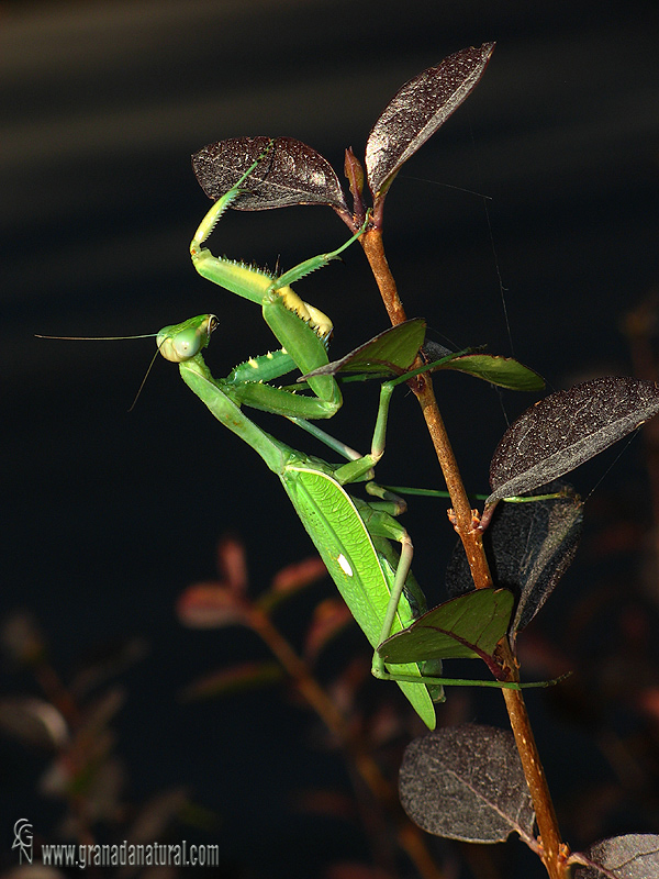 Mantis acorazada, Mantis africana