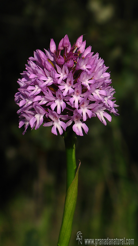 Orquídea piramidal