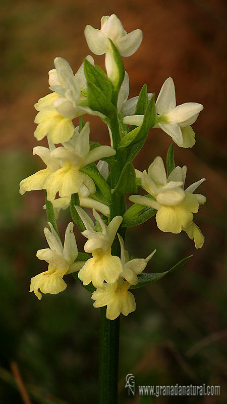 Orquídea pálida