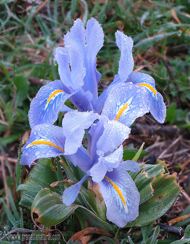 Iris de Invierno