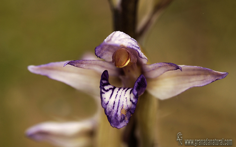 Orquídea parásita