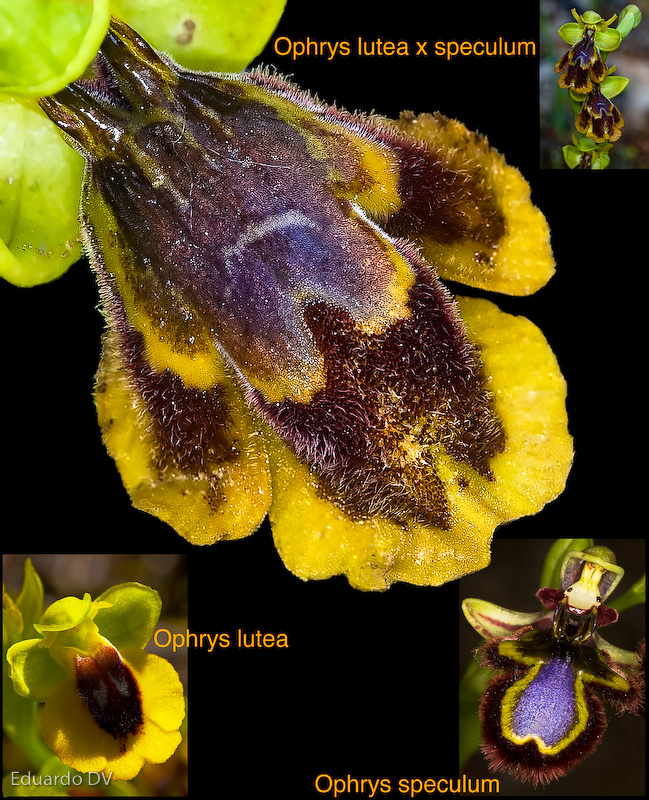 Orquídea hibrido natural
