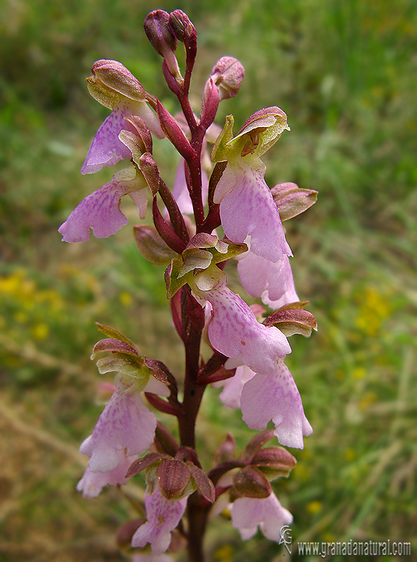 Orquídea de Cazorla