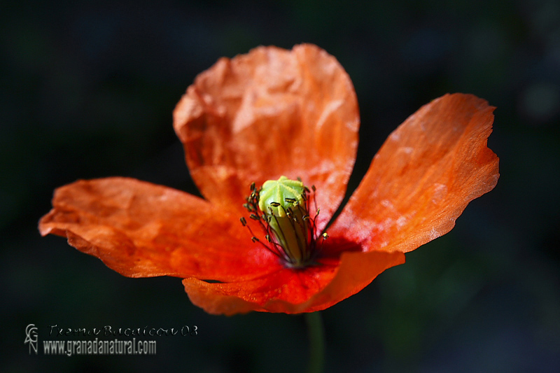 Papaver dubium