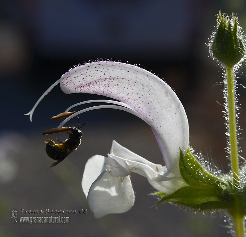 Salvia blanca, Salvia silvestre