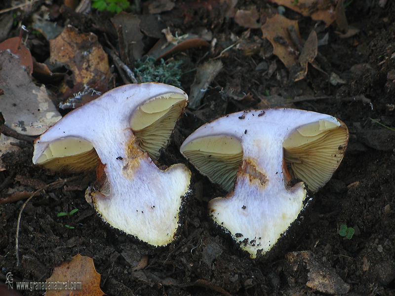 Cortinarius cedretorum ( corte y pié). Hongos de Granada