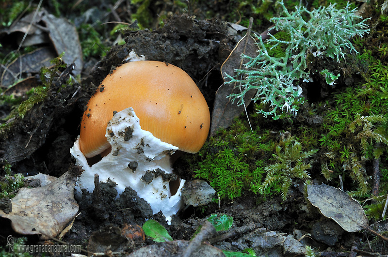 Amanita crocea var. subnudipes.Hongos de Granada