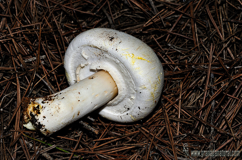 Agaricus xanthoderma. Setas de Granada