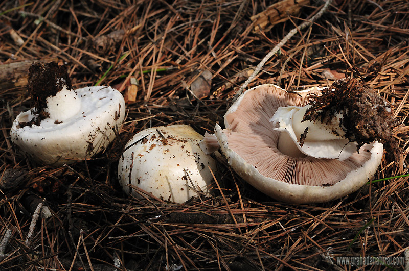 Agaricus silvicola (Vittadini) Peck.Setas de Granada