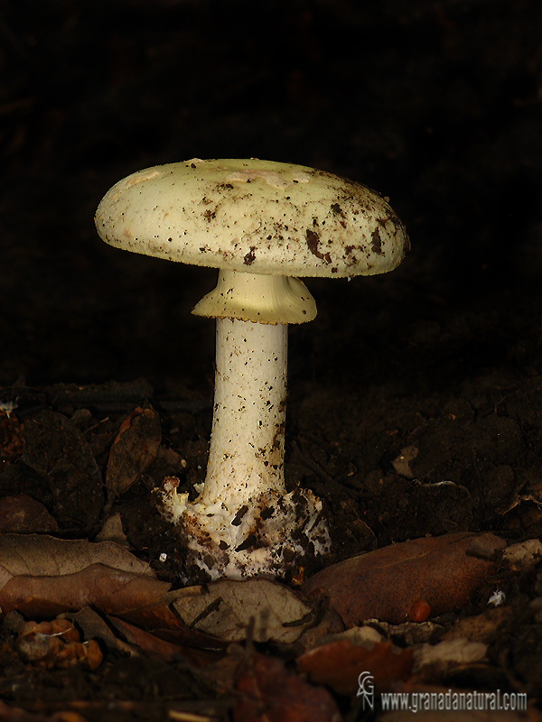 Amanita color limón, Oronja limón