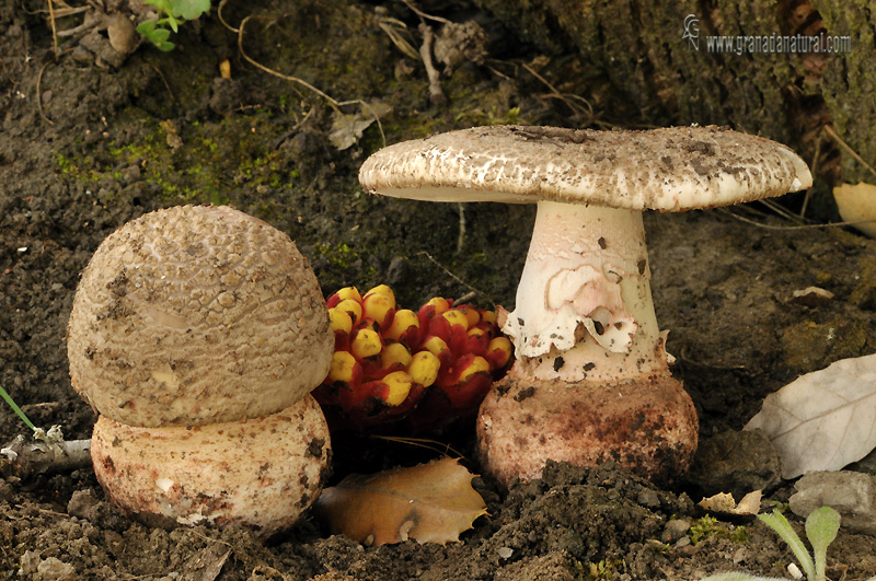 Oronja vinosa, amanita vinosa