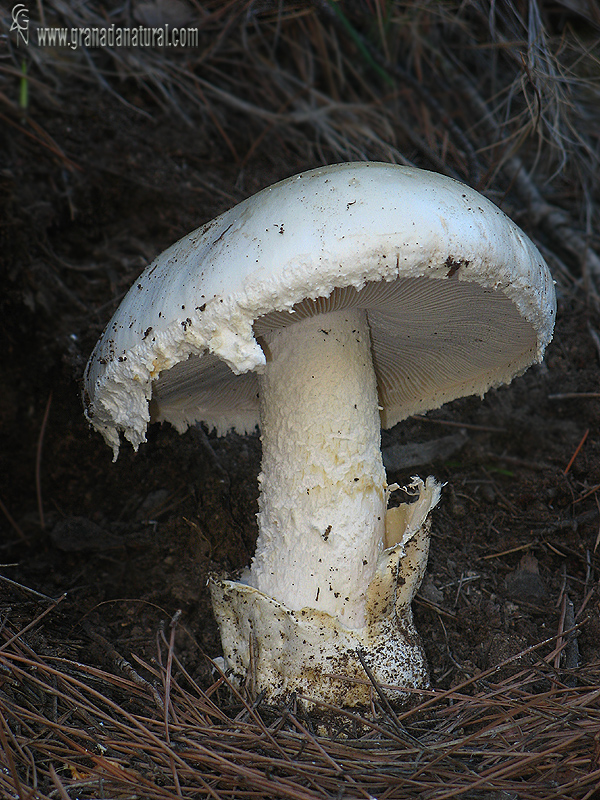 Amanita ovoidea himenio y pié. Hongos de Granada