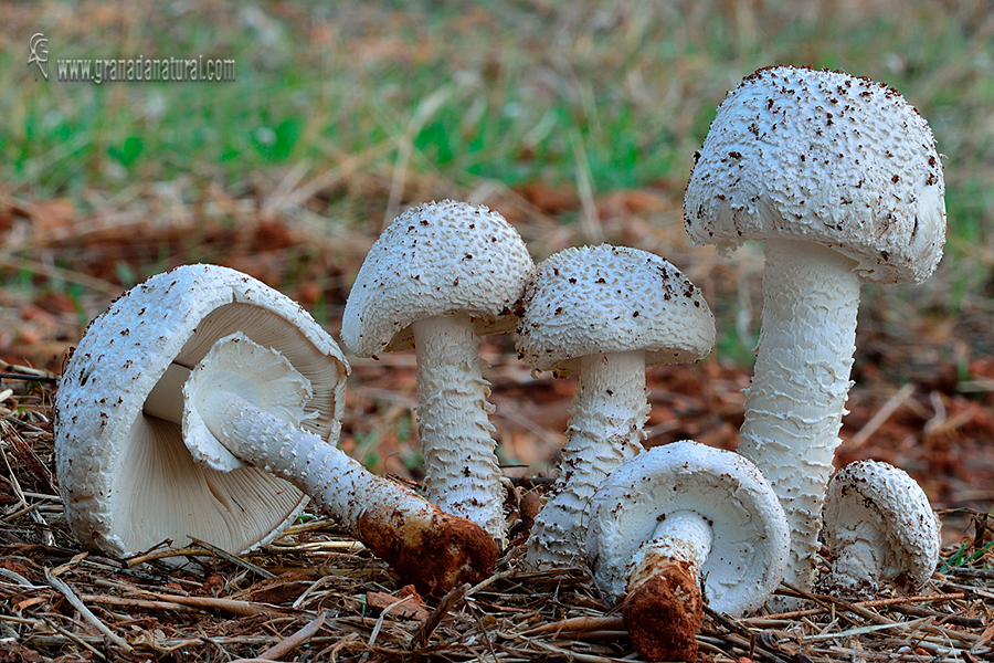 Amanita vittadinii. Hongos y Amanitas de Granada.