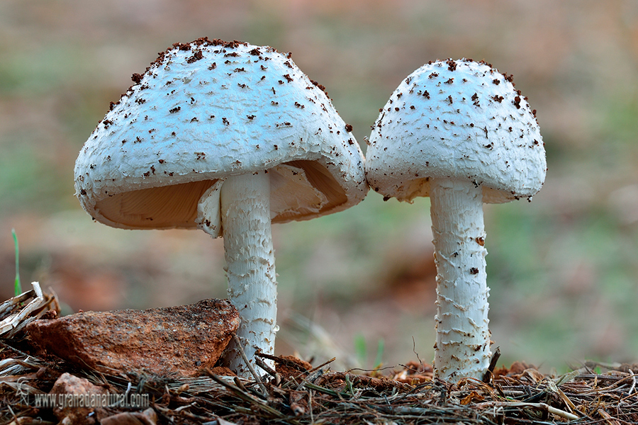 Amanita vittadinii . Hongos de Granada