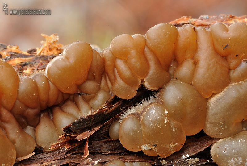 Auricularia mesenterica (Dicks.) Pers. Hongos de Granada