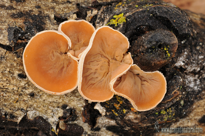 Auriculariopsis ampla (Lév.) Maire. Hongos de Granada