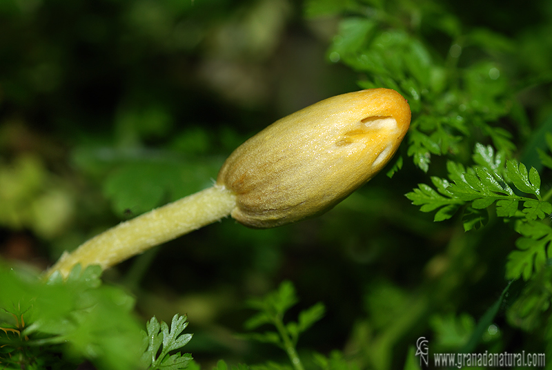 Bolbitius elegans Horak, G. Moreno, Ortega & Esteve-Rav. Hongos de Granada