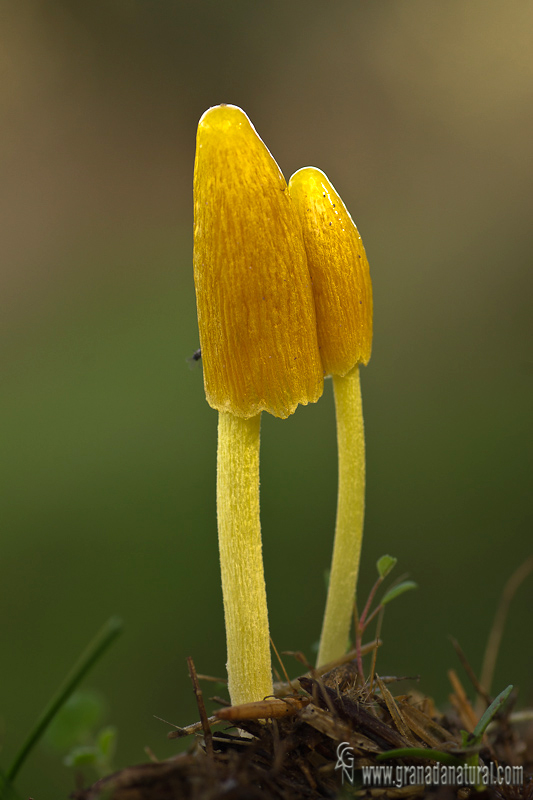 Bolbitius elegans 2. Hongos de Granada