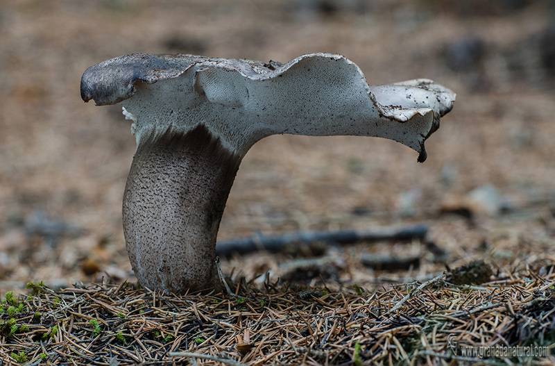 Boletopsis leucomelanea (Pers.:Pers.)Fayod.Hongos de Granada