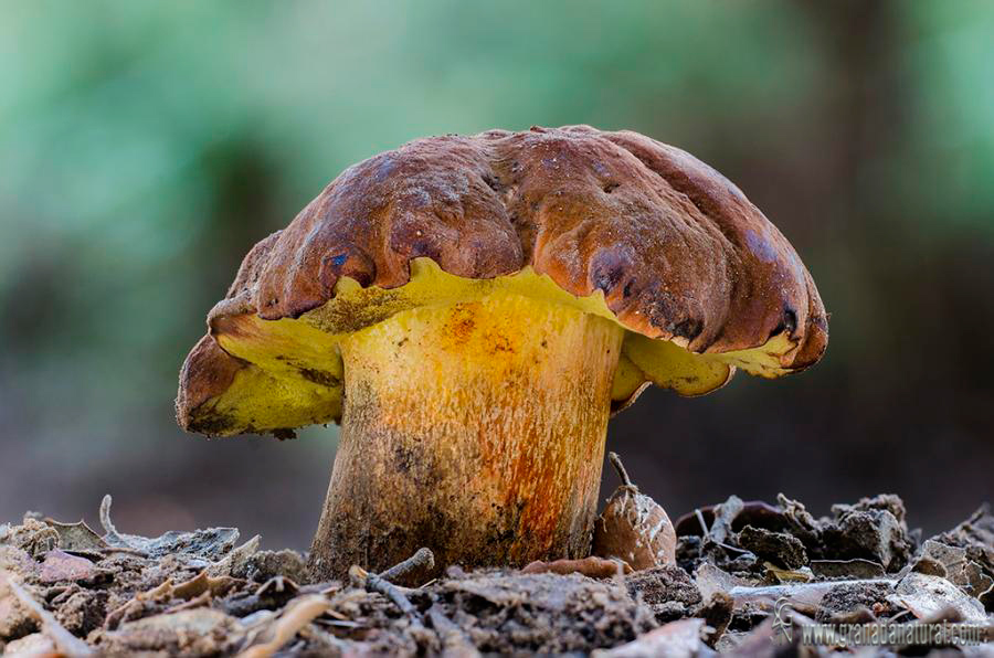 Boletus fragrans. Hongos de granada