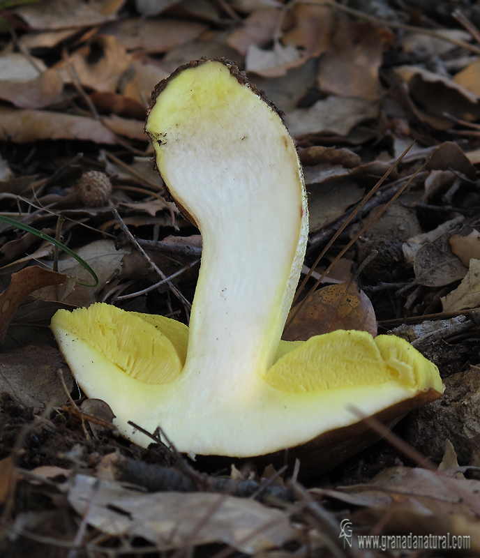 Boletus impolitus (corte). Hongos de Granada