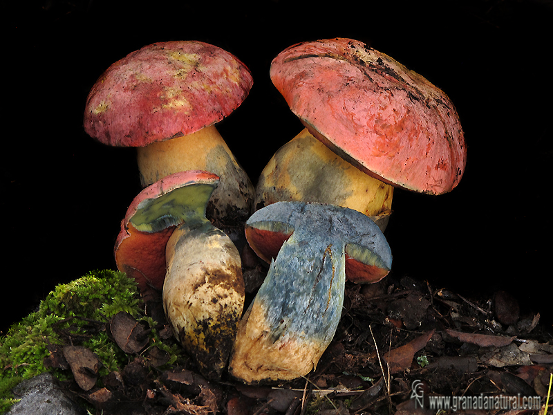 Boletus lupinis. Hongos de Granada