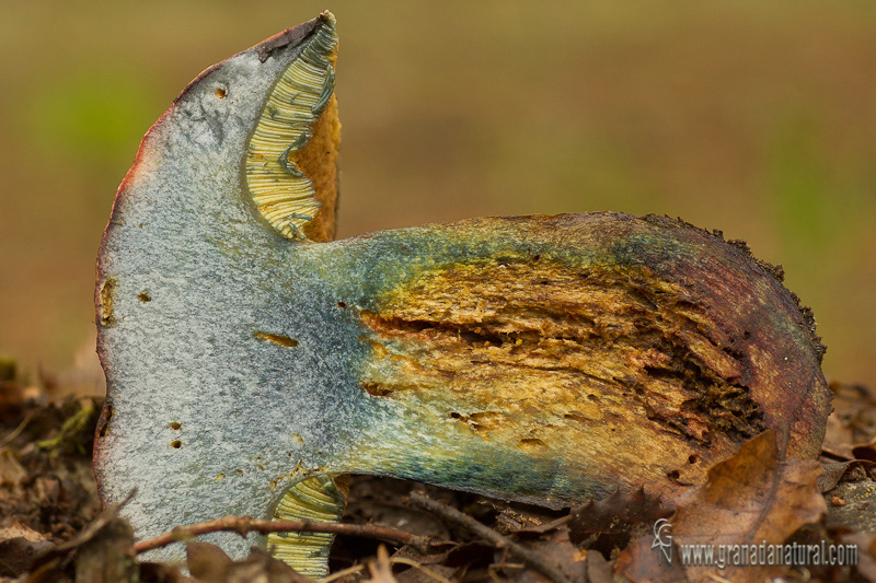 Boletus lupinus Fr. corte. Hongos de Granada