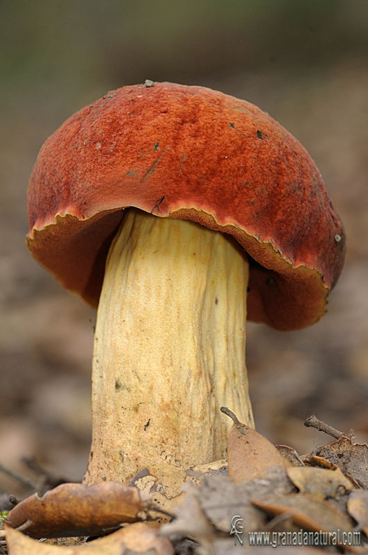 Boletus de Quelet