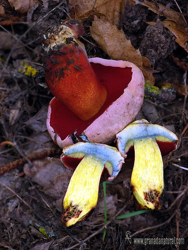 Boletus rhodoxanthus