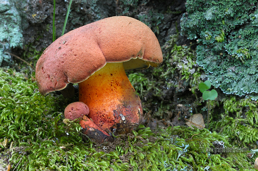 Boletus spretus Bertea 3