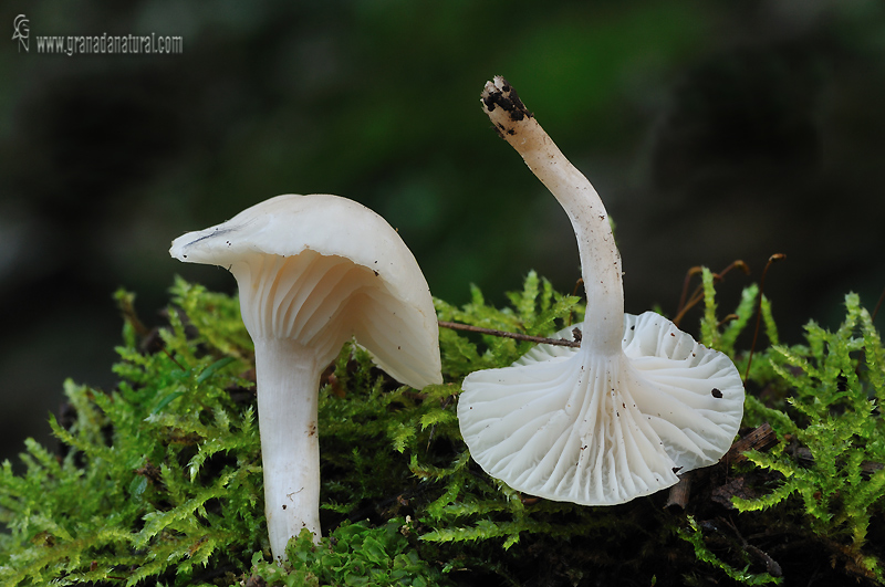 Hygrocybe virginea . Hongos de Granada