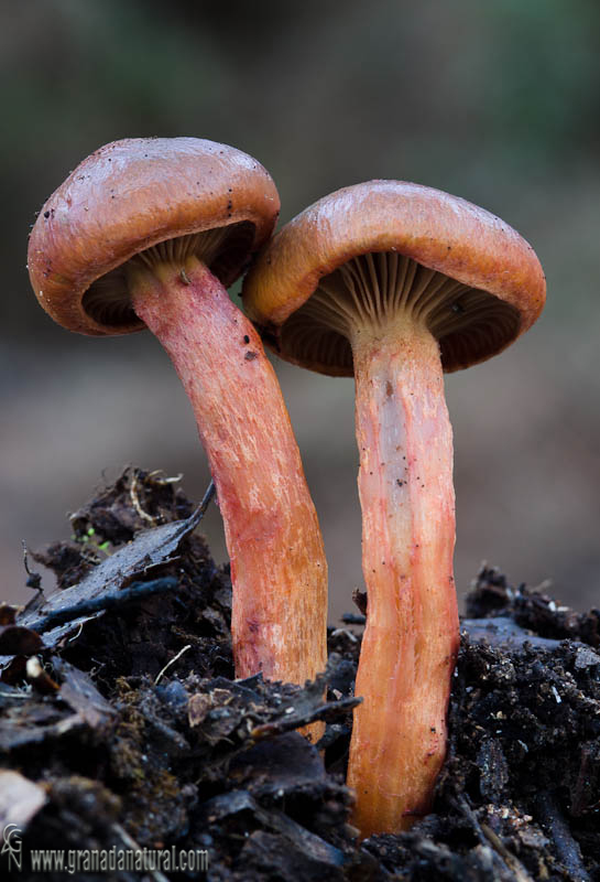 Cama de perdiz, seta reluciente