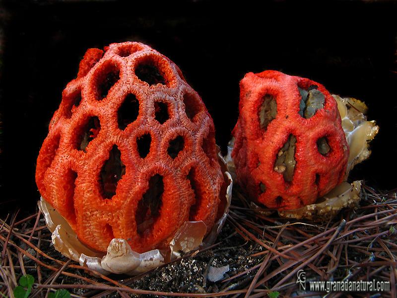 Clathrus ruber Pers.