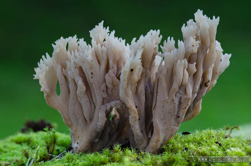 Clavaria cenicienta