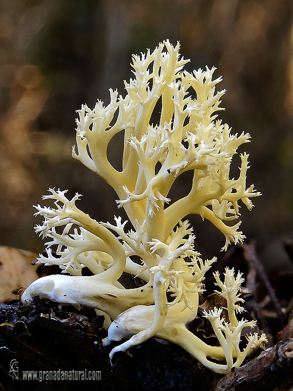 seta coral, clavaria en forma de cresta