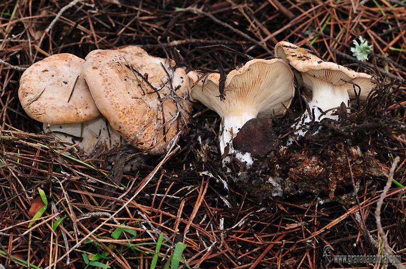 Clitocybe pardo