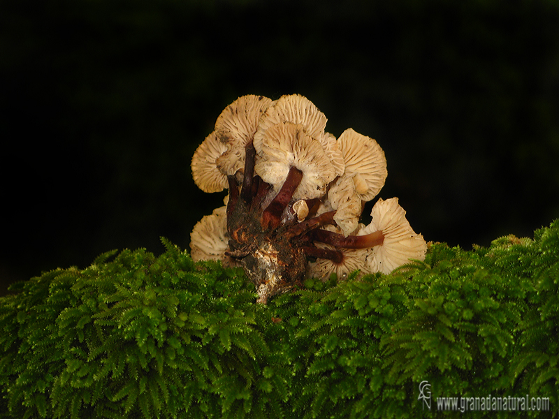 Collybia de pié rojo