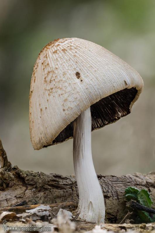 Coprinus domesticus (Bolton: Fr.) S.F. Gray. Hongos de Granada