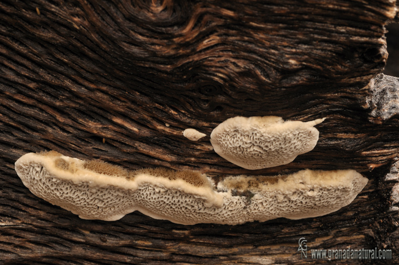 Coriolopsis gallica (Fr.) Ryvarden :230, 1972 . Aphyllophorales de Granada