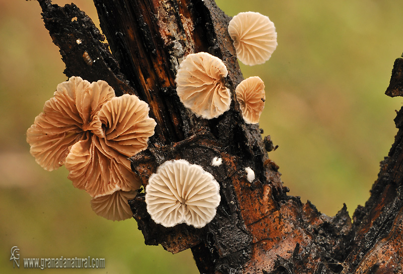 Crepidotus variabilis. Hongos de Granada