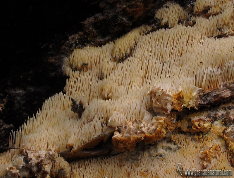 Dentipellis fragilis.Hongos de Granada