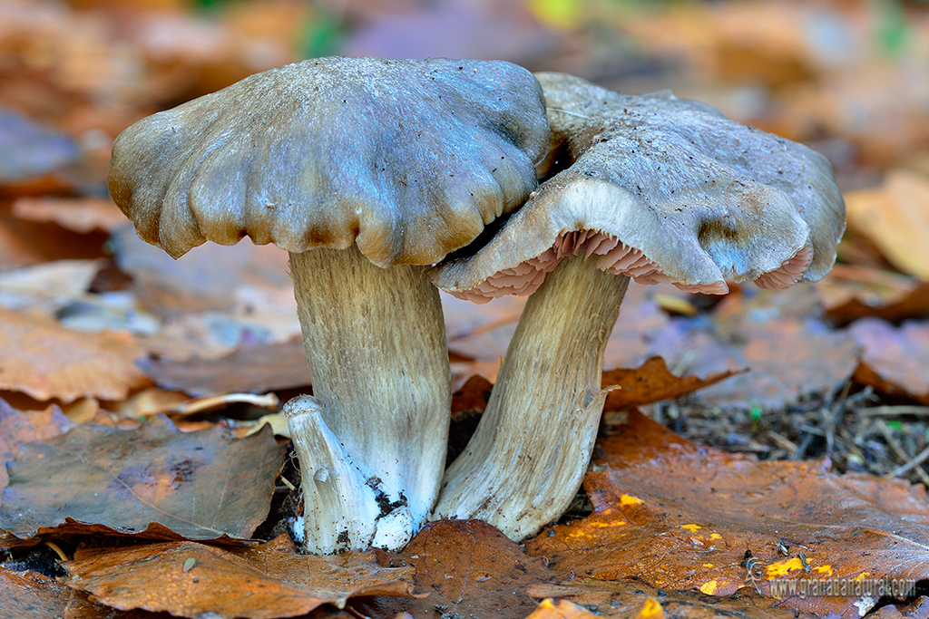 Entoloma saunderssii var. hiemale. Hongos de Granada