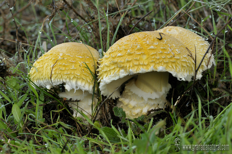 Floccularia straminea (Krombhh.) Pouzar. Hongos de Granada