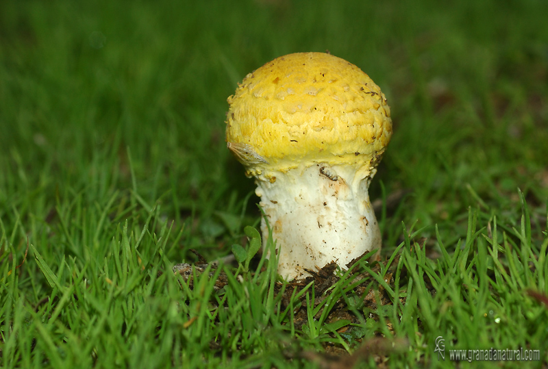 Floccularia straminea hbitat. Setas de Granada