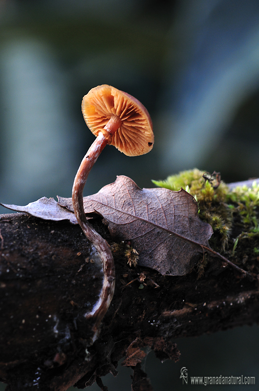 Galerina marginata. Setas de Granada